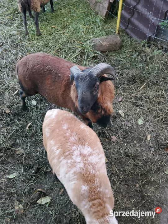 Owce kameruńskie Owce Kobierzyce sprzedam
