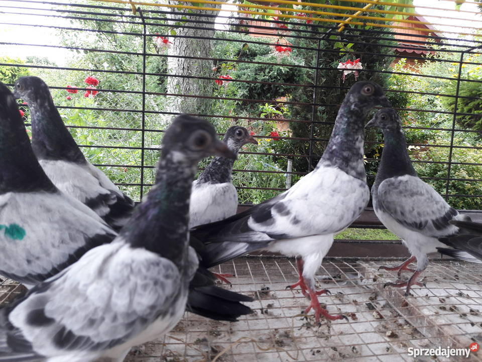 Gołębie deresze Białystok