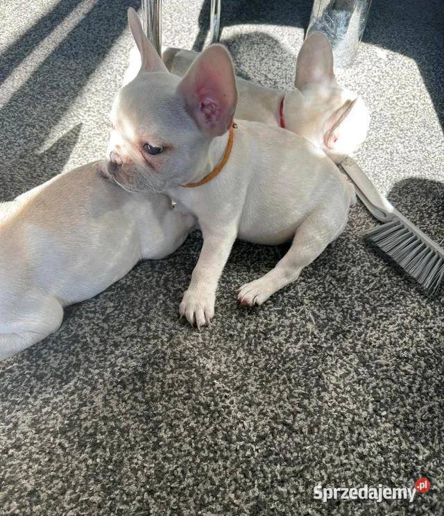 Buldog francuski gotowy na narodziny Buldog zachodniopomorskie Szczecinek