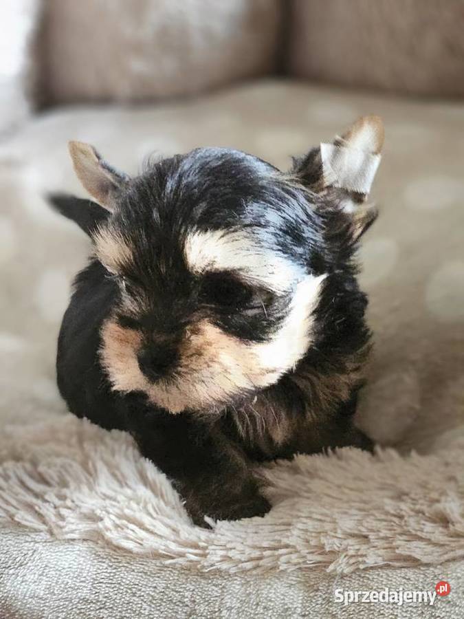 York Yorkshire Terrier York śląskie Częstochowa