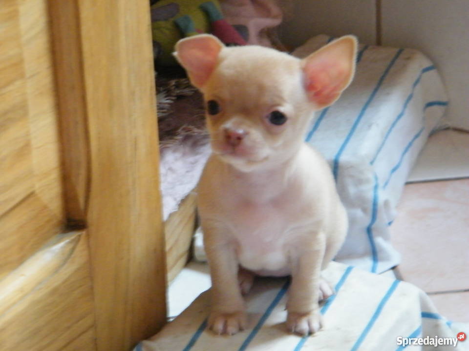 Szczenięta chihuahua krótkowłose Chihuahua Zduńska Wola
