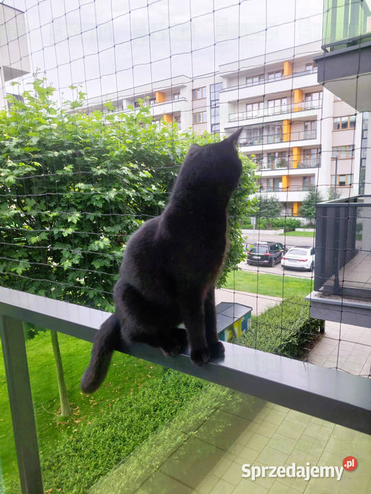 zamontować siatkę na balkon kota Warszawa mazowieckie