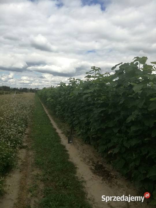 katalpa podkładka do szczepień catalpa surmia Puławy