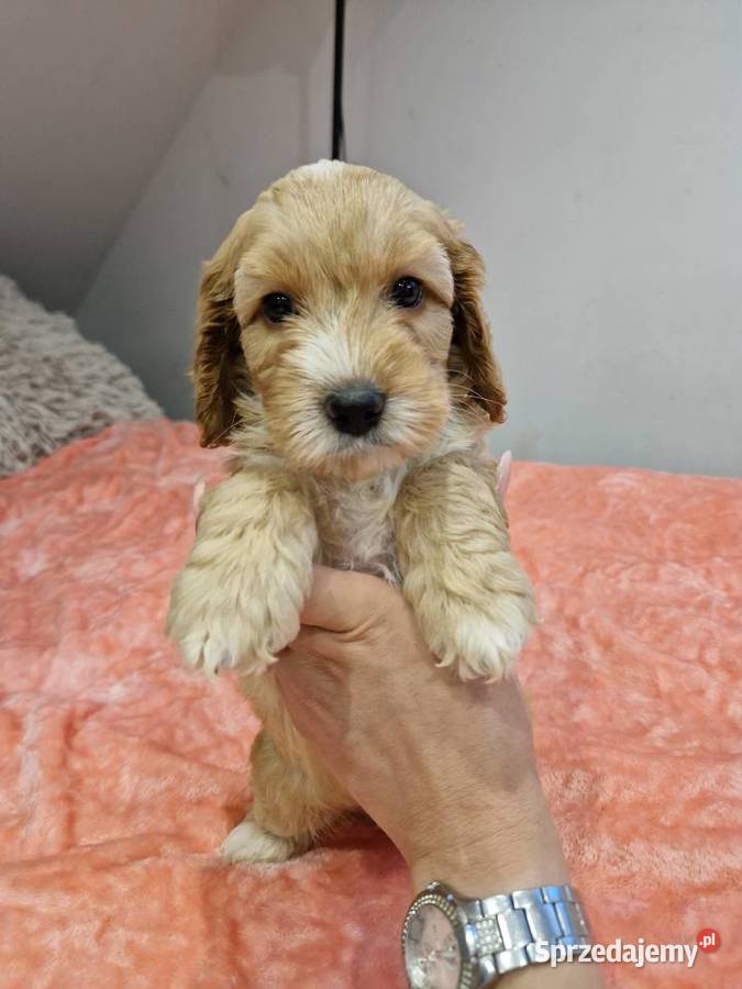 Cockapoo szczeniaki cockapoo Cocker Spaniel świętokrzyskie