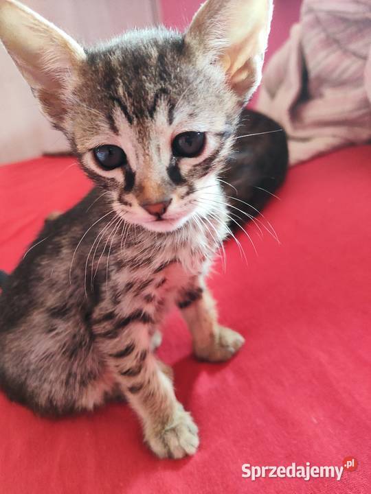 Kocurki savannah f5 Piąte pokolenie serwalu Jarantowice