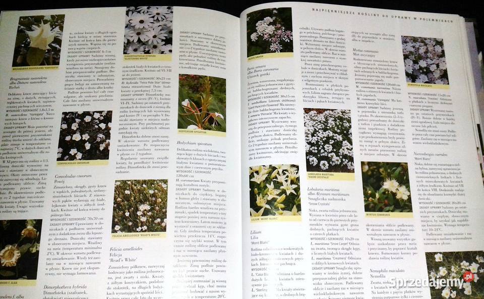 Ogród w doniczkach Readers Digest Rok wydania 2005 Chełm