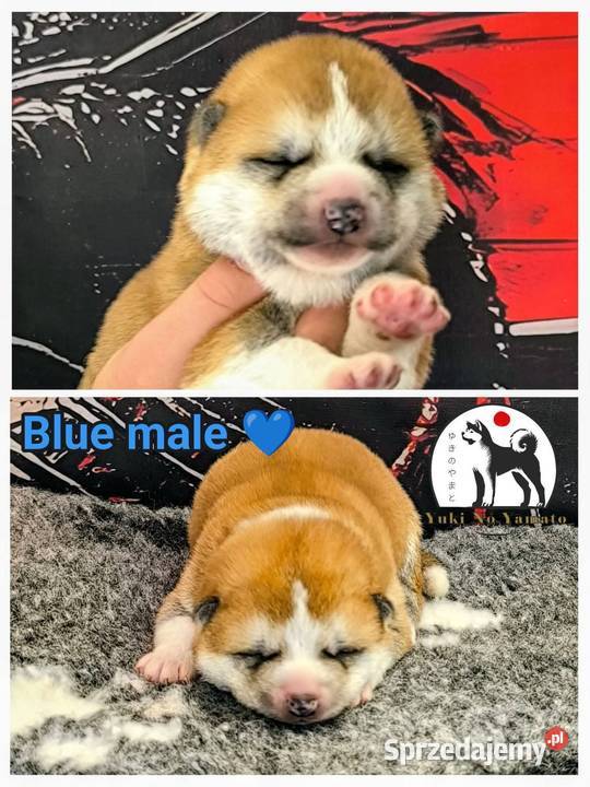 Akita Inu ZKwPFCI Grybów sprzedam