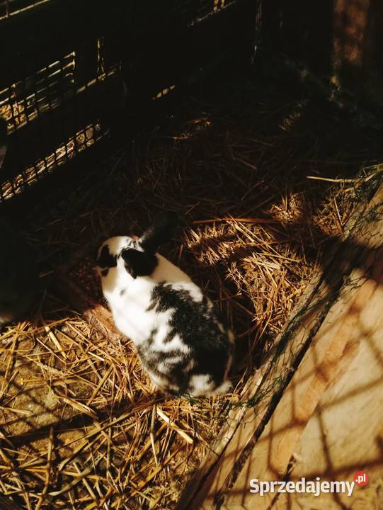 Młoda samica Obarzym