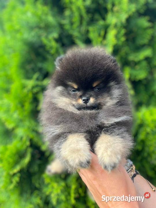 Szpic miniaturowy Pomeranian chłopiec blacktan Konarzewo