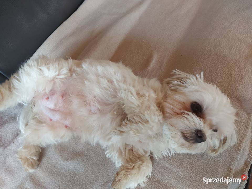 Maltanczyki malutkie Konin