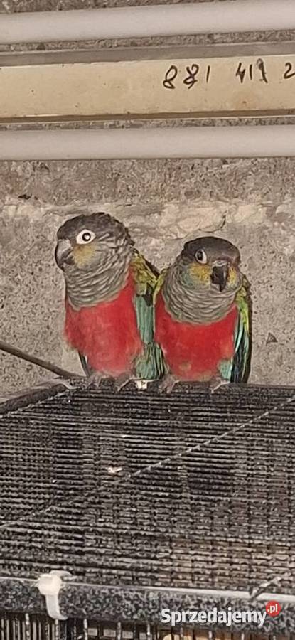 Rudosterki Czerwono brzuche podkarpackie