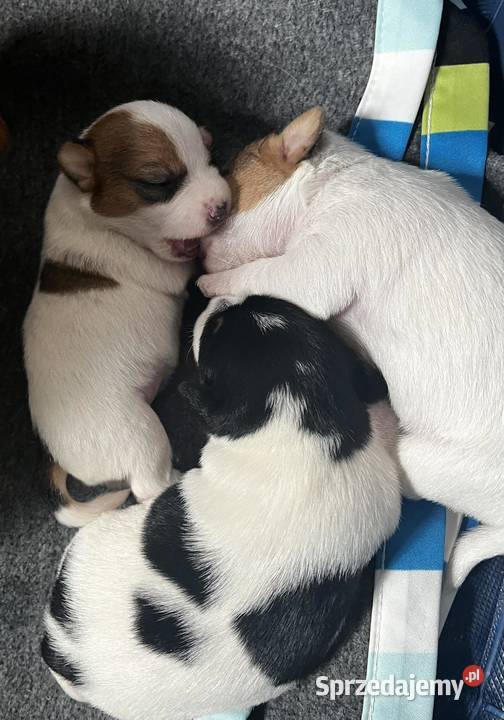 Jack Russell Terrier szczenięta z metrykami ZKwP