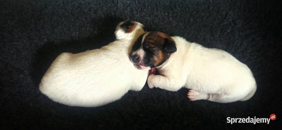 Piesek Jack Russell Terrier Jack Russell Terrier zachodniopomorskie Drawno sprzedam