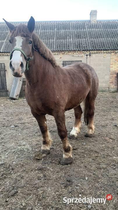 Klacz zrebna Waniewo