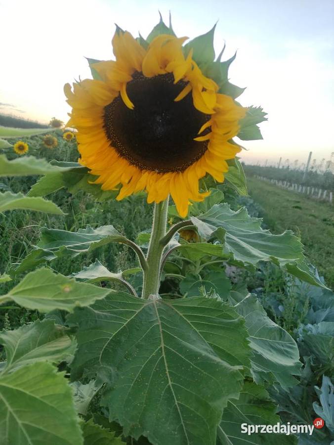 Słonecznik ozdobny Pozostałe Głudna sprzedam