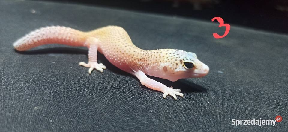 eublefary lamparcie młode Kraków