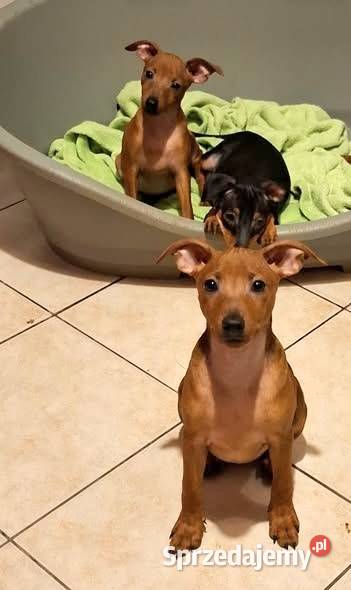 Pinczer pinczery pinczerki miniaturowe z Chojnice sprzedam
