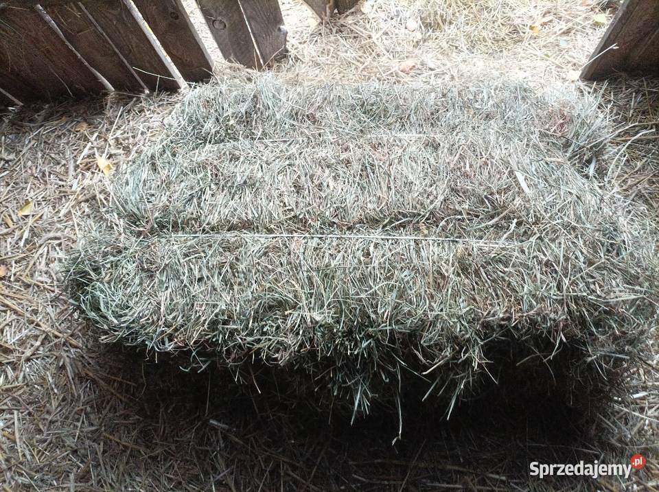 Siano w kostkach Kolbuszowa