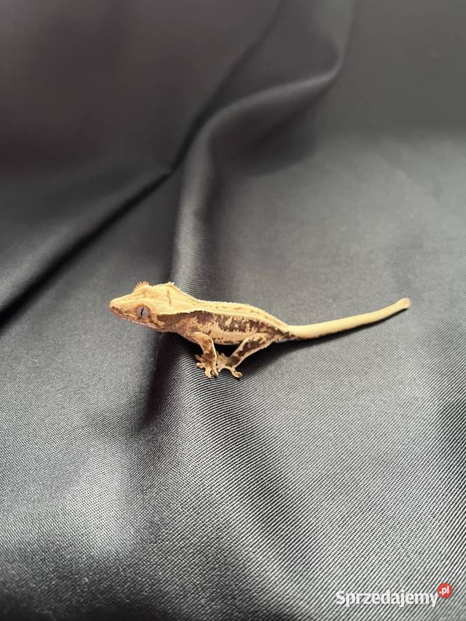 Gekon orzęsiony ciliatus crested gecko Rybnik sprzedam