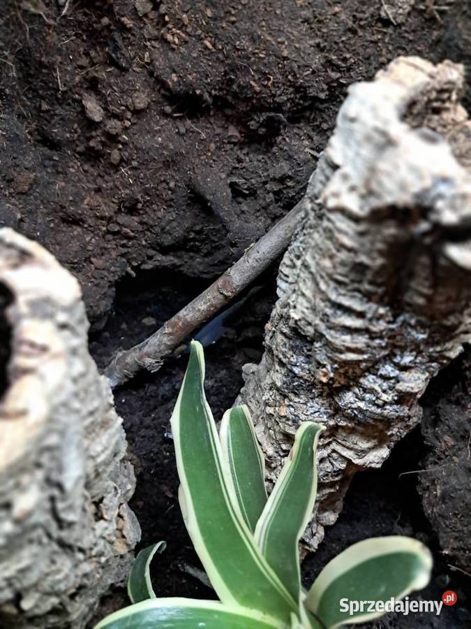 Sprzedam używane terrarium stan db jedno małe Sandomierz