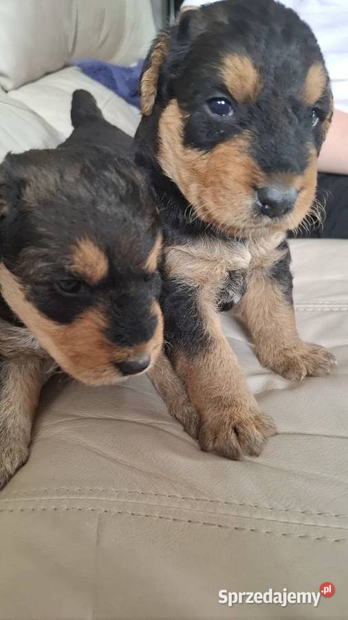 Airedale Terrier szczenięta rasowe ZKwP Lublin sprzedam