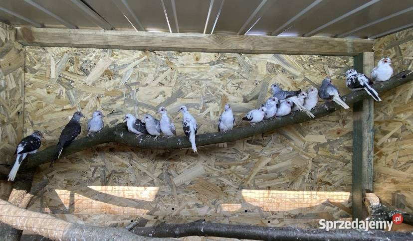 gołąbki gołąbek diamentowy