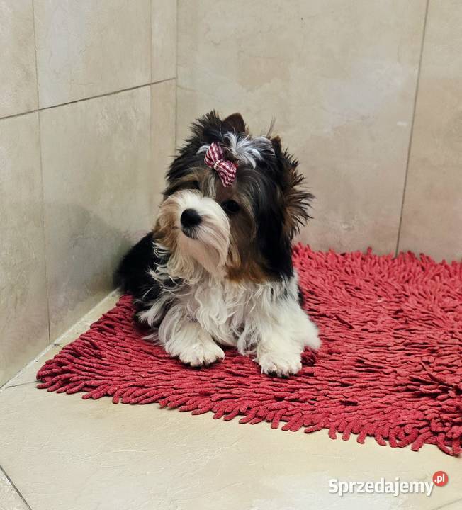 Piękny piesek 100 Biewer York chłopczyk York Orzesze