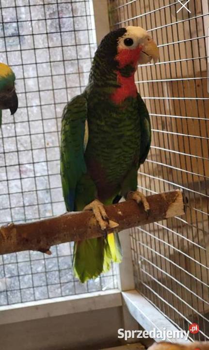 Papugi sprzedam
