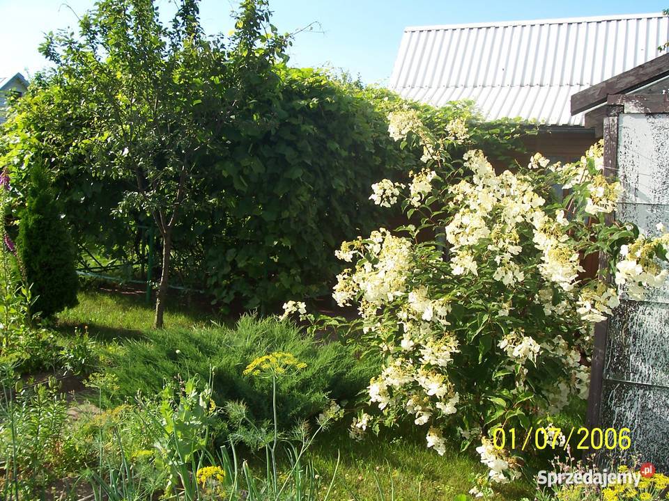 Sprzedam działkę ROD Jaroszówka