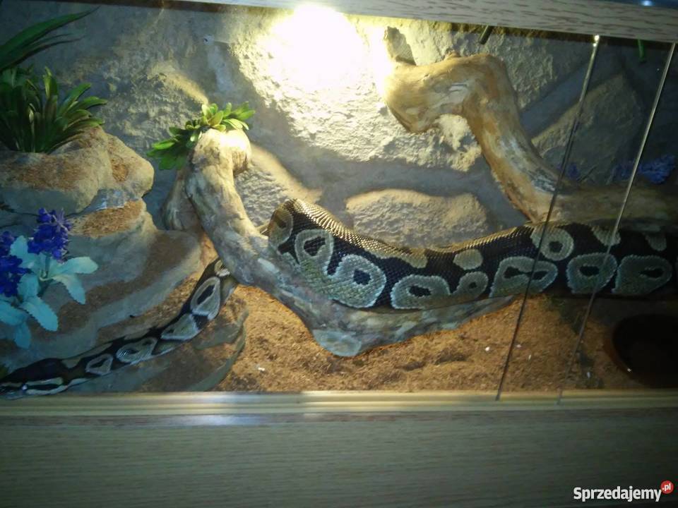 Pyton królewski dorosła samica Pozostałe Ustka