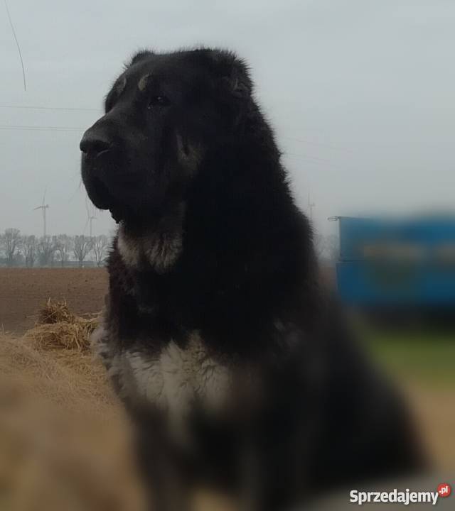 Azjaty owczarki środkowoazjatyckie Dobre