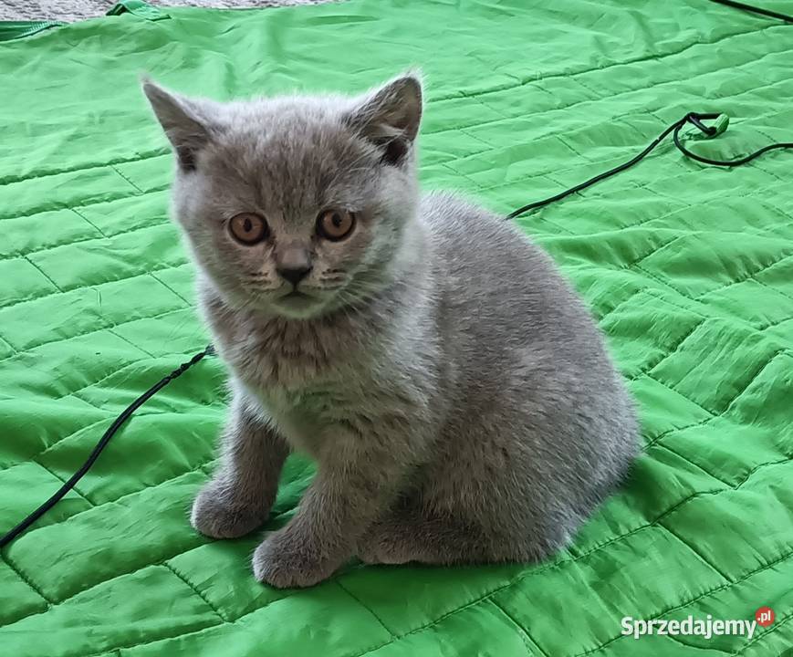 Kotek Brytyjski krótkowłosy niebieski Lalka Brwinów