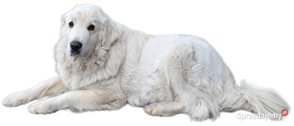 Owczarek Podhalański Pyzokluski Owczarek mazowieckie Iłża sprzedam