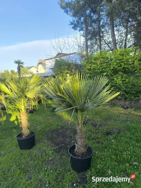 palma trachycarpus fortunei Pszczyna