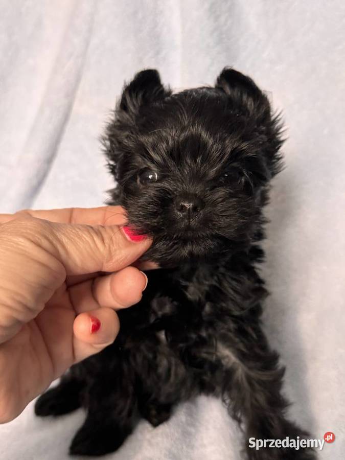 Yorkshire terrier suczka czarna Czeladź