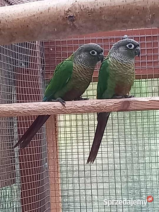 Sprzedam rudosterki mazowieckie Pilawa sprzedam