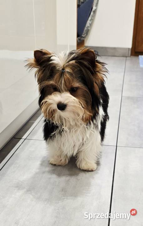 Cudowny BIEWER York Do odbioru w kwadracie śląskie Orzesze