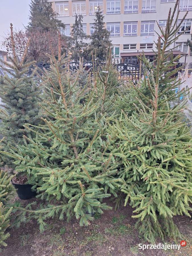 już mamy Jodły kaukaskie i choinki cięte i Ciechanowiec