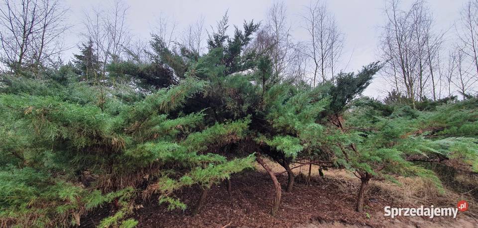 Duże jałowce Grey Owl Duży jałowiec z bryłą na Wisznice