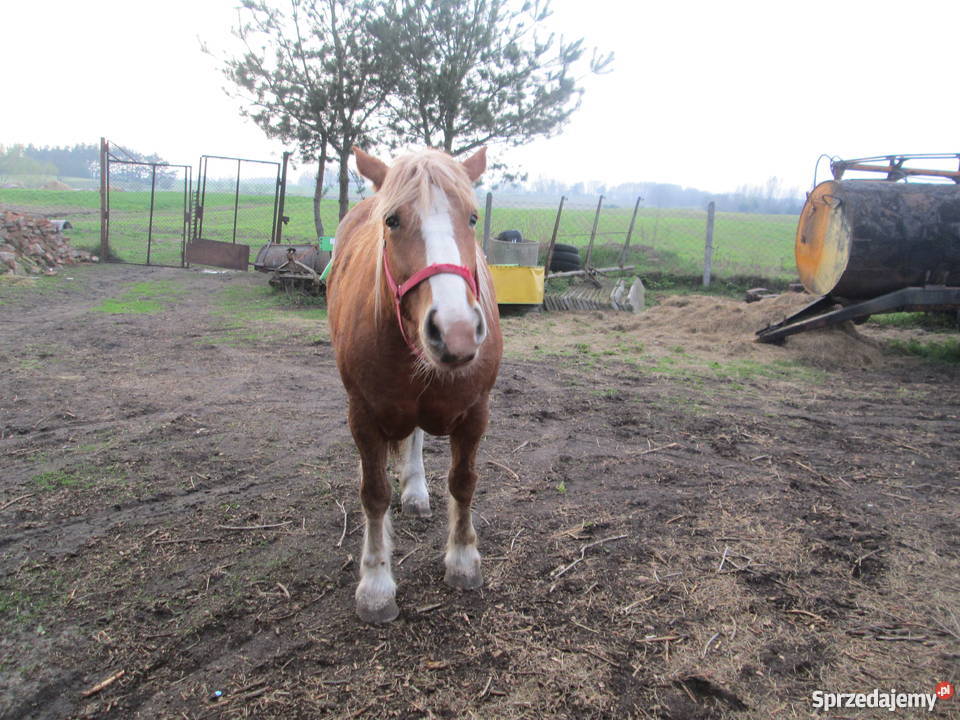 SPRZEDAM klacz zimnokrwistą Szamocin