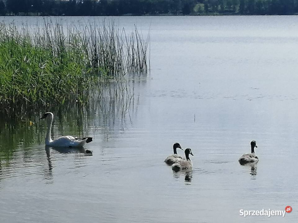 Domek Malinka w lesie jeziorem Sasek Wielki Domy