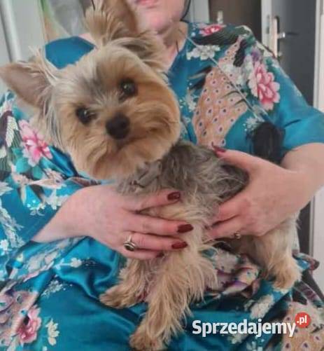 YORKSHIRE TERRIER REPRODUKTOR Z RODOWODEM FCI małopolskie Kraków
