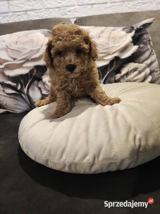 Pudelek toy piesek Bolesławiec