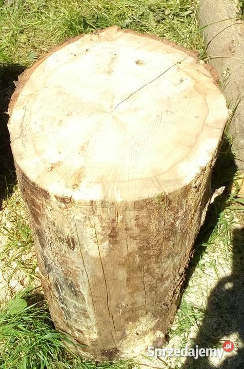 Pień kloc dębowyduży ok60 wysokości Gdynia