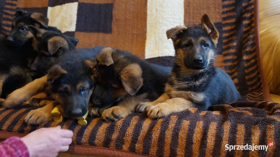 OWCZAREK NIEMIECKI SZCZENIĘTA kujawsko-pomorskie sprzedam