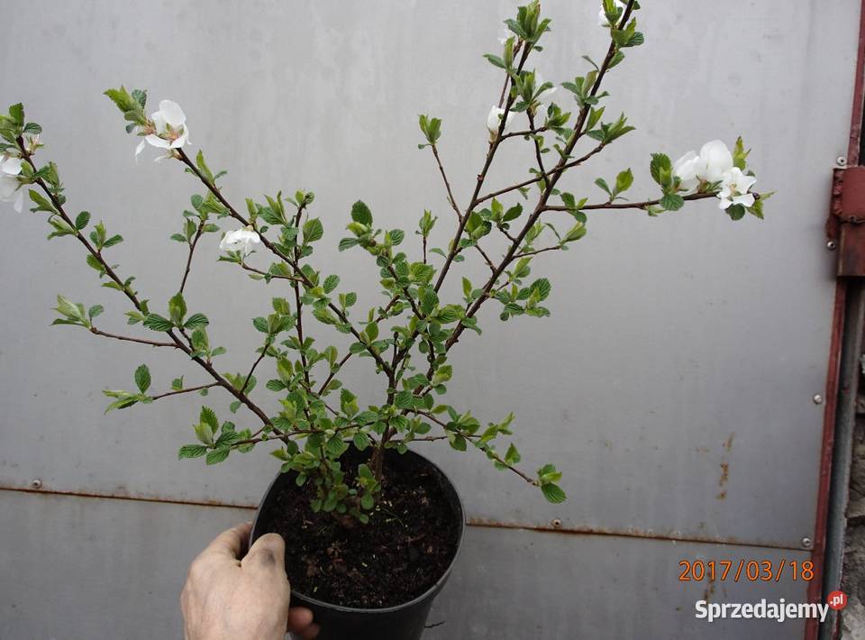 Wiśnia kosmata Prunus tomentosa w doniczce 3050 Łódź sprzedam