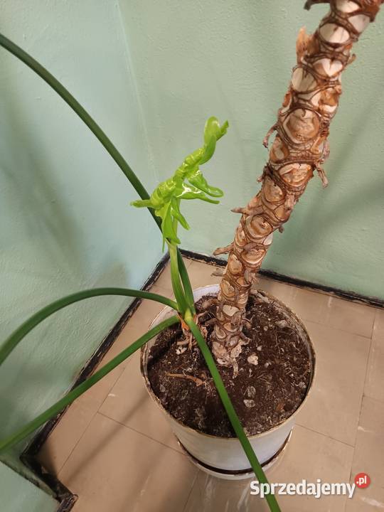 Filodendron duży zdrowy Warszawa sprzedam