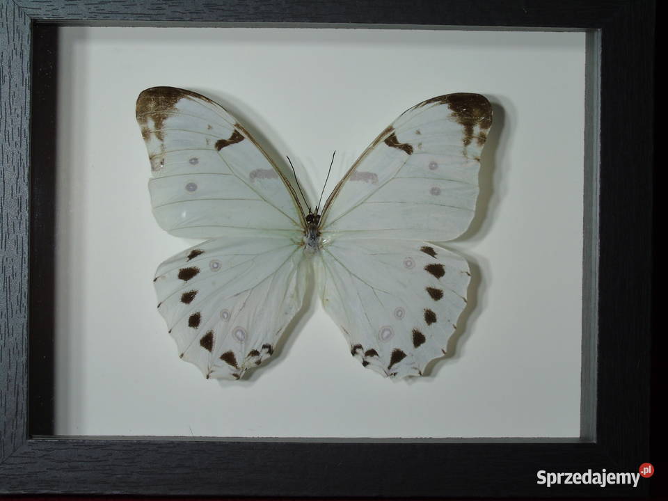 Motyl w ramce gablotce 17 x 22 Morpho luna 120 Antyki, Sztuka, Kolekcje Szczecin