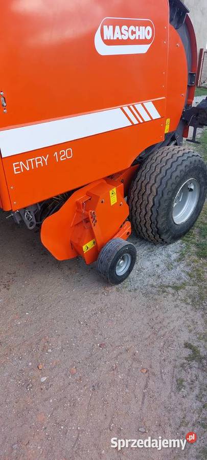 Sprzedam prase Maschio Margonin sprzedam