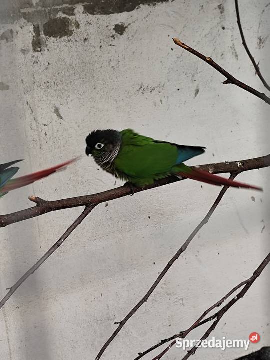 Rudosrerki zielonolica Międzyświeć